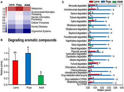 Integrated Microbiome–Metabolome Analysis Reveals Stage-Dependent Alterations in Bacterial Degradation of Aromatics in Leptinotarsa decemlineata